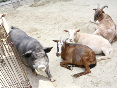 こども動物園