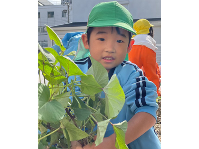 運動会　さつまいも掘り